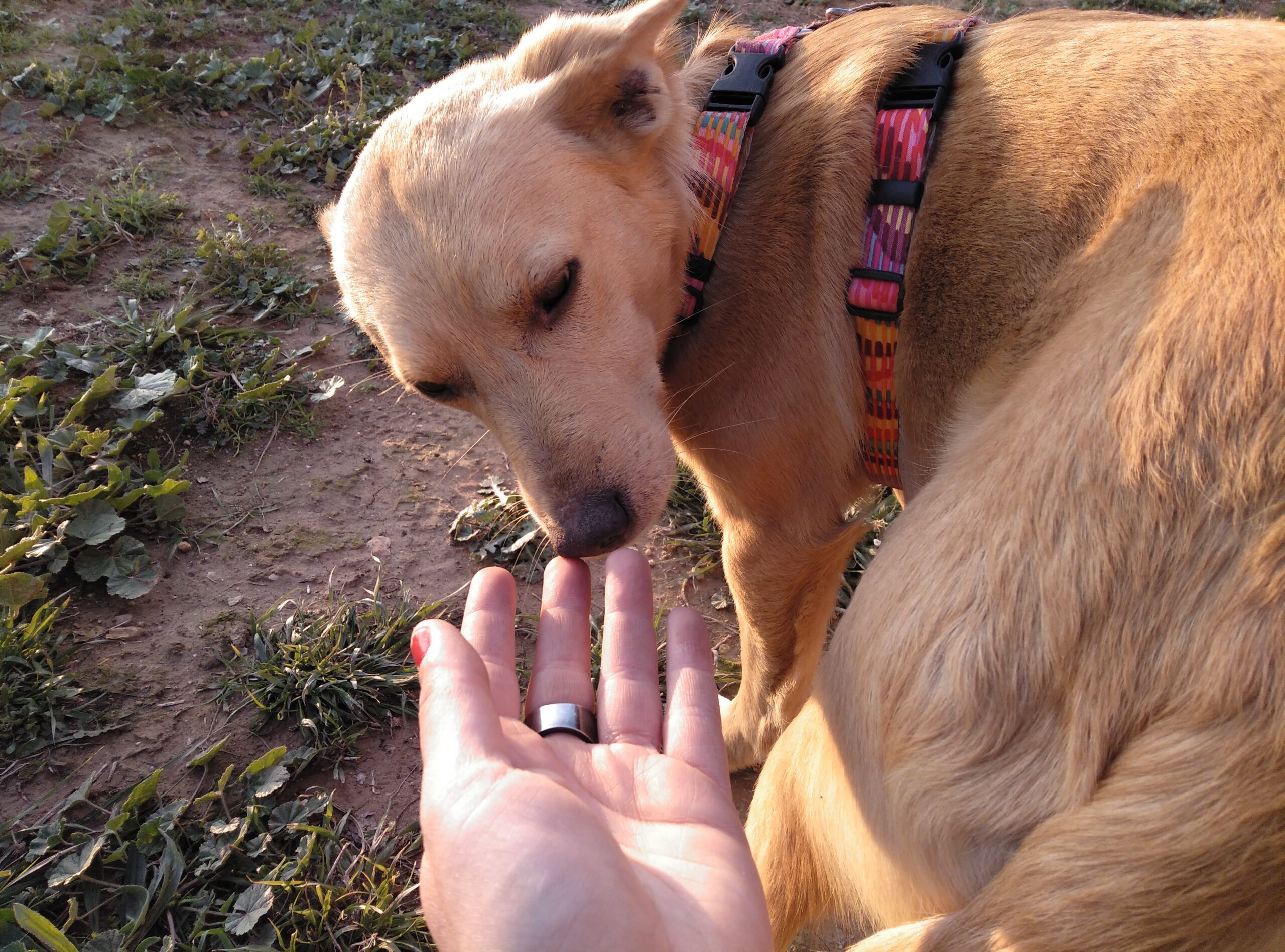 Zipi Rescate de perros perdidos y perros abandonados. Localizania.